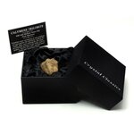 Calymene Trilobite Gift Box - Small