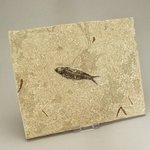 Fossil Fish Plate - Knightia ~ 26 x 22cm