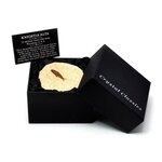 Knightia - Fossil Fish Gift Box - Small
