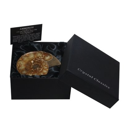 Ammonite Fossil Gift Box - Medium