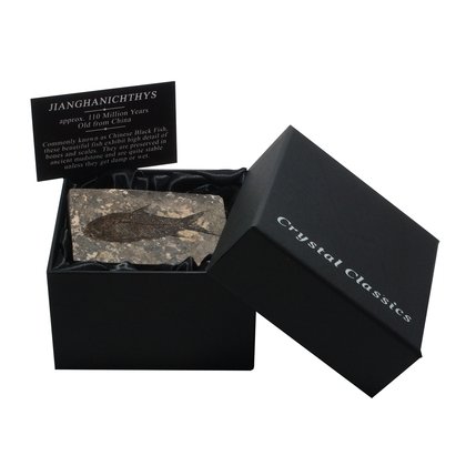 Jianghanichthys - Fossil Black Fish Gift Box