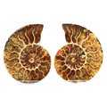 Ammonite Fossils