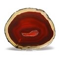 Agate Slice - Carnelian  ~ 145mm