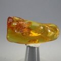 Amber Tumblestone ~39mm