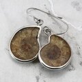 Ammonite 925 Silver Earrings  ~23mm