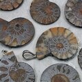 Ammonite Fossil 925 Silver Pendant ~25-28mm