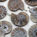 Ammonite Fossil 925 Silver Pendant ~40-45mm