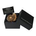 Ammonite Fossil Gift Box - Small