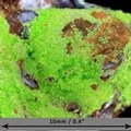 Arthurite Mineral - Micro Specimen