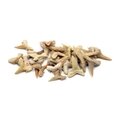 Bag of Fossilised Shark Teeth - Mixed Sizes