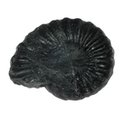Black Ammonite Fossil