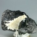 Black Tourmaline with Cleavelandite Mineral Specimen ~62mm