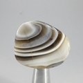 Botswana Agate Tumblestone ~33mm
