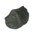 Brachiopod Fossil