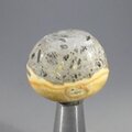 Bumble Bee Jasper Tumblestone ~28mm