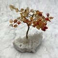 Carnelian Gemtree on Quartz Cluster ~115mm