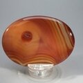 Carnelian Palmstone (Extra Grade) ~70x50mm