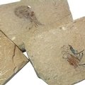 Carpopenaeus (Shrimp) Fossil