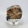 Chiastolite Polished Slice ~36mm