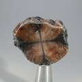 Chiastolite Polished Slice ~37mm