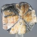 Chiastolite Polished Slice ~40mm