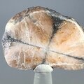 Chiastolite Polished Slice ~42mm
