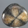 Chiastolite Tumblestone ~23mm