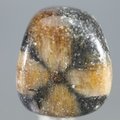 Chiastolite Tumblestone ~28mm