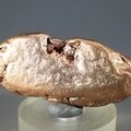 Copper Nugget  ~52mm