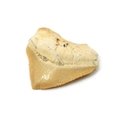 Fossilised Crow Shark Corax Tooth - Small