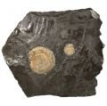Dactylioceras Fossil Ammonite Plaque ~17cm