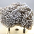 Desert Rose ~7.5cm