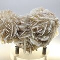 Desert Rose ~7.5cm