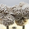 Desert Rose ~8.5cm