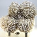 Desert Rose ~8cm