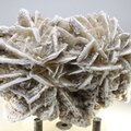 Desert Rose ~9cm