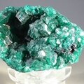 Dioptase Mineral Specimen (DRC) ~43mm