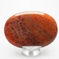 Fire Agate Palmstone (Extra Grade) ~70x50mm