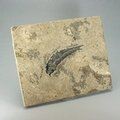 Fossil Fish Plate - Diplomystus ~26 x 21cm