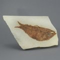 Fossil Fish Plate - Knightia ~ 12 x 8cm