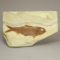 Fossil Fish Plate - Knightia ~ 15x10cm