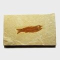 Fossile Fish Plate - Mioplosus ~13x8cm