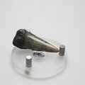 Fossilised Megalodon Tooth ~41mm