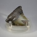 Fossilised Megalodon Tooth ~43mm