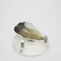 Fossilised Megalodon Tooth ~43mm
