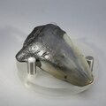 Fossilised Megalodon Tooth ~47mm