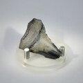 Fossilised Megalodon Tooth ~48mm