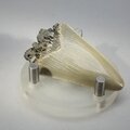 Fossilised Megalodon Tooth ~48mm