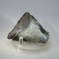 Fossilised Megalodon Tooth ~50mm