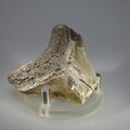 Fossilised Megalodon Tooth ~50mm